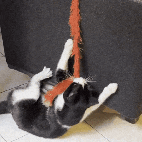 RASCADOR ADHESIVO PARA GATOS 😻🤩 ¡2 metros para pegar donde quieras!